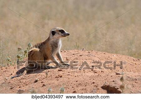 Meerkat (Suricata suricatta), adult sitting on a sandy mound, attentive, Kgalagadi Transfrontier Park, Northern Cape, South Africa, Africa View Large Photo Image Stock Photo - Meerkat (Suricata suricatta), adult sitting on a sandy mound, attentive, Kgalagadi Transfrontier Park, Northern Cape, South Africa, Africa. Fotosearch