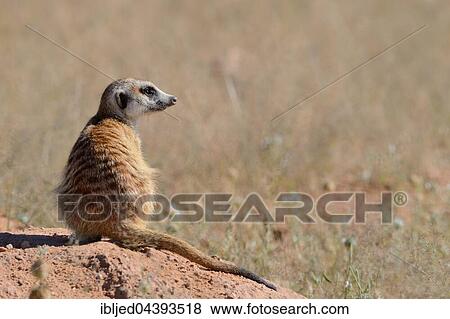 Meerkat (Suricata suricatta), adult sitting on a sandy mound, attentive, Kgalagadi Transfrontier Park, Northern Cape, South Africa, Africa View Large Photo Image Stock Photo - Meerkat (Suricata suricatta), adult sitting on a sandy mound, attentive, Kgalagadi Transfrontier Park, Northern Cape, South Africa, Africa. Fotosearch