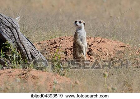 Meerkat (Suricata suricatta), adult sitting on a sandy mound, attentive, Kgalagadi Transfrontier Park, Northern Cape, South Africa, Africa View Large Photo Image Stock Photo - Meerkat (Suricata suricatta), adult sitting on a sandy mound, attentive, Kgalagadi Transfrontier Park, Northern Cape, South Africa, Africa. Fotosearch