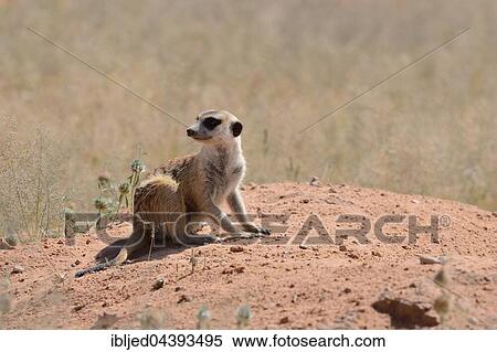 Meerkat (Suricata suricatta), adult sitting on a sandy mound, attentive, Kgalagadi Transfrontier Park, Northern Cape, South Africa, Africa View Large Photo Image Stock Photography - Meerkat (Suricata suricatta), adult sitting on a sandy mound, attentive, Kgalagadi Transfrontier Park, Northern Cape, South Africa, Africa. Fotosearch