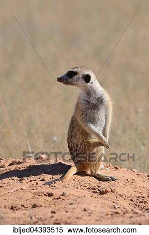 Meerkat (Suricata suricatta), adult standing on a sandy mound, looking behind, attentive, Kgalagadi Transfrontier Park, Northern Cape, South Africa, Africa View Large Photo Image Stock Photography - Meerkat (Suricata suricatta), adult standing on a sandy mound, looking behind, attentive, Kgalagadi Transfrontier Park, Northern Cape, South Africa, Africa. Fotosearch