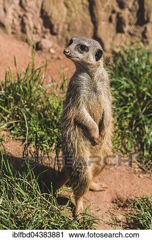 Meerkat (Suricata suricatta) is standing on the ground, watching out, captive, Leipzig, Saxony, Germany, Europe View Large Photo Image Stock Image - Meerkat (Suricata suricatta) is standing on the ground, watching out, captive, Leipzig, Saxony, Germany, Europe. Fotosearch