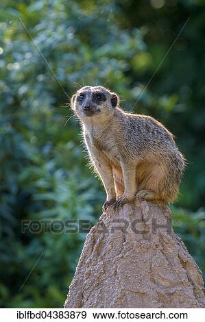 Meerkat (Suricata suricatta), on a rock, watching out, captive, Leipzig, Saxony, Germany, Europe View Large Photo Image Stock Photo - Meerkat (Suricata suricatta), on a rock, watching out, captive, Leipzig, Saxony, Germany, Europe. Fotosearch