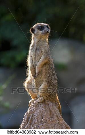 Meerkat (Suricata suricatta), sitting on a rock, watching out, captive, Leipzig, Saxony, Germany, Europe View Large Photo Image Stock Image - Meerkat (Suricata suricatta), sitting on a rock, watching out, captive, Leipzig, Saxony, Germany, Europe. Fotosearch