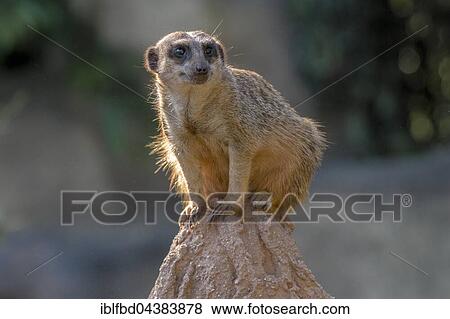 Stock Photo - Meerkat (Suricata suricatta), sitting on a rock, watching out, captive, Leipzig, Saxony, Germany, Europe. Fotosearch