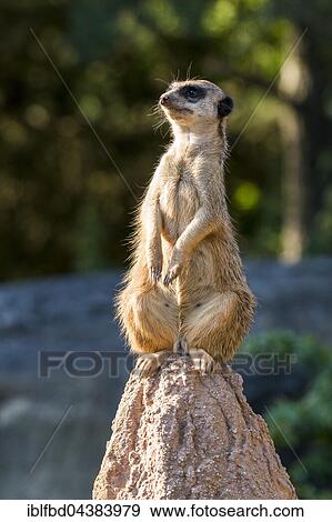 Meerkat (Suricata suricatta), sitting on a rock, watching out, captive, Leipzig, Saxony, Germany, Europe View Large Photo Image Stock Photo - Meerkat (Suricata suricatta), sitting on a rock, watching out, captive, Leipzig, Saxony, Germany, Europe. Fotosearch