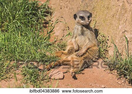 Meerkat (Suricata suricatta), sitting on the ground, watching out, captive, Leipzig, Saxony, Germany, Europe View Large Photo Image Stock Photograph - Meerkat (Suricata suricatta), sitting on the ground, watching out, captive, Leipzig, Saxony, Germany, Europe. Fotosearch
