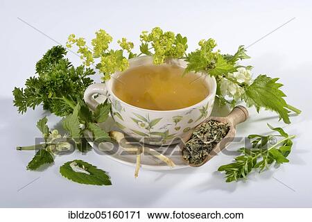 Menopause tea, lady's mantle, parsley root (petroselinum crispum) parsley, white nettle (lamium album) (Alchemilla vulgaris) (melissa officinalis) View Large Photo Image Stock Image - Menopause tea, lady's mantle, parsley root (petroselinum crispum) parsley, white nettle (lamium album) (Alchemilla vulgaris) (melissa officinalis). Fotosearch