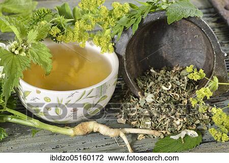 Stock Image - Menopause tea, lady's mantle, parsley root (petroselinum crispum) Parsleys, white nettle (lamium album) (Alchemilla vulgaris) (melissa officinalis). Fotosearch