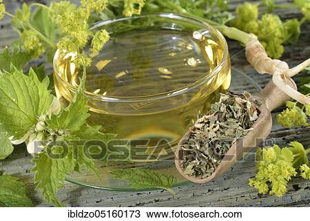 Menopause tea, lady's mantle, parsley root (petroselinum crispum) Parsleys, white nettle (lamium album) (Alchemilla vulgaris) (melissa officinalis) View Large Photo Image Stock Image - Menopause tea, lady's mantle, parsley root (petroselinum crispum) Parsleys, white nettle (lamium album) (Alchemilla vulgaris) (melissa officinalis). Fotosearch