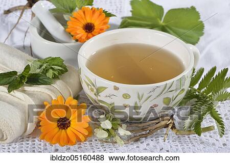 Menstrual cramps tea, calendula (Calendula officinalis), lady's mantle, goose cinquefoil, lemon balm leaves, lemon balm, peppermint leaves, peppermint, valerian root, valerian, deadnettle, deadnettle flowers (Alchemilla vulgaris), potentil View Large Photo Image Stock Photo - Menstrual cramps tea, calendula (Calendula officinalis), lady's mantle, goose cinquefoil, lemon balm leaves, lemon balm, peppermint leaves, peppermint, valerian root, valerian, deadnettle, deadnettle flowers (Alchemilla vulgaris), potentil. Fotosearch