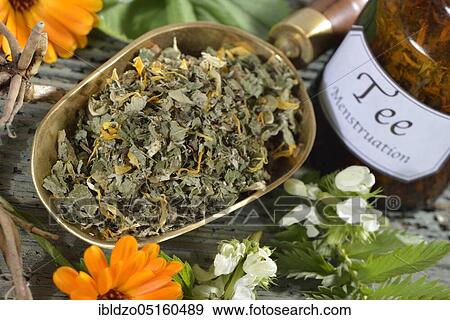 Menstrual cramps tea, calendula (Calendula officinalis), lady's mantle, goose cinquefoil, lemon balm leaves, lemon balm, peppermint leaves, peppermint, valerian root, valerian, deadnettle, deadnettle flowers (Alchemilla vulgaris), potentil View Large Photo Image Stock Photo - Menstrual cramps tea, calendula (Calendula officinalis), lady's mantle, goose cinquefoil, lemon balm leaves, lemon balm, peppermint leaves, peppermint, valerian root, valerian, deadnettle, deadnettle flowers (Alchemilla vulgaris), potentil. Fotosearch