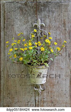 Mexican creeping zinnia ( Sanvitalia procumbens) in a pantry against a wooden wall View Large Photo Image Picture - Mexican creeping zinnia ( Sanvitalia procumbens) in a pantry against a wooden wall. Fotosearch