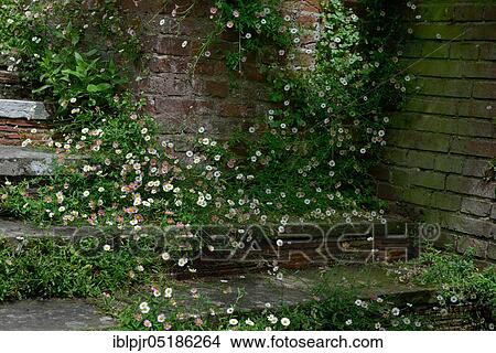 Mexican fleabane ( Erigeron karvinskianus) View Large Photo Image Picture - Mexican fleabane ( Erigeron karvinskianus). Fotosearch