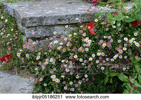 Mexican fleabane ( Erigeron karvinskianus) View Large Photo Image Stock Image - Mexican fleabane ( Erigeron karvinskianus). Fotosearch