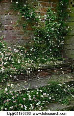 Mexican fleabane ( Erigeron karvinskianus) View Large Photo Image Stock Image - Mexican fleabane ( Erigeron karvinskianus). Fotosearch