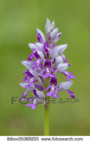 Military orchid (Orchis militaris), Lower Saxony, Germany, Europe View Large Photo Image Stock Image - Military orchid (Orchis militaris), Lower Saxony, Germany, Europe. Fotosearch