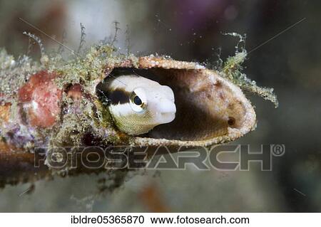 Mimicry sabre-tooth blenny (Petroscirtes breviceps), Ambon, Moluccas, Indonesia, Asia View Large Photo Image Stock Image - Mimicry sabre-tooth blenny (Petroscirtes breviceps), Ambon, Moluccas, Indonesia, Asia. Fotosearch