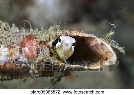 Mimicry sabre-tooth blenny (Petroscirtes breviceps), Ambon, Moluccas, Indonesia, Asia View Large Photo Image Stock Image - Mimicry sabre-tooth blenny (Petroscirtes breviceps), Ambon, Moluccas, Indonesia, Asia. Fotosearch