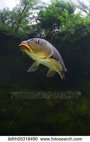 Stock Image - Mirror carp (Cyprinus carpio). Fotosearch