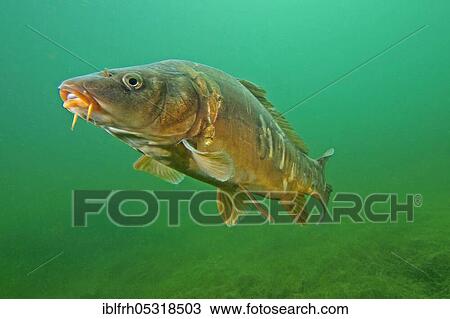 Stock Image - Mirror carp (Cyprinus carpio). Fotosearch