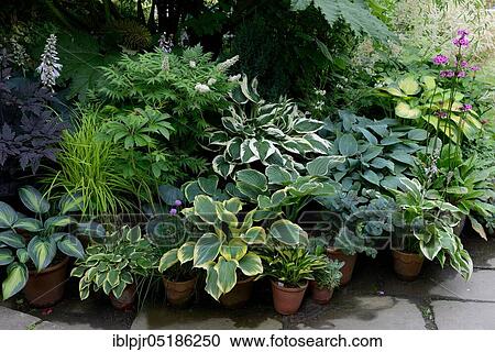 Miscellaneous hostas ( Hosta) in pots, leaf ornamental shrubs, leaf ornamental plants View Large Photo Image Stock Image - Miscellaneous hostas ( Hosta) in pots, leaf ornamental shrubs, leaf ornamental plants. Fotosearch