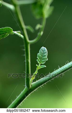 Miserliness on Tomatoes plant ( Solanum lycopersicum) View Large Photo Image Stock Photo - Miserliness on Tomatoes plant ( Solanum lycopersicum). Fotosearch