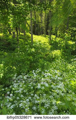 Stock Image - Mixed forest in Appenzell, Switzerland, Europe. Fotosearch