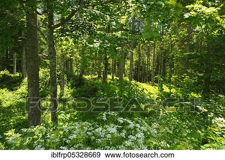 Mixed forest in Appenzell, Switzerland, Europe View Large Photo Image Stock Photo - Mixed forest in Appenzell, Switzerland, Europe. Fotosearch