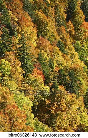 Mixed forest in autumn, Creux du Van, Switzerland, Europe View Large Photo Image Stock Image - Mixed forest in autumn, Creux du Van, Switzerland, Europe. Fotosearch