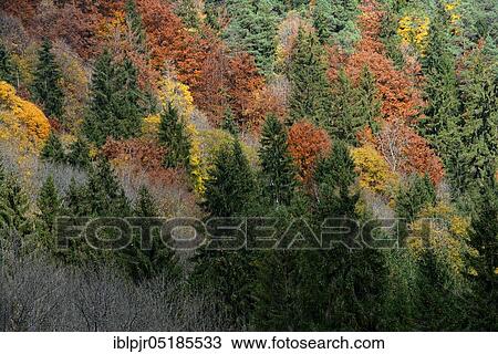 Mixed Forest, Wutach Gorge, nature reserve, Black Forest, nature park Park Southern Black Forest, High Black Forest, Baden-Württemberg, Germany, Europe View Large Photo Image Stock Image - Mixed Forest, Wutach Gorge, nature reserve, Black Forest, nature park Park Southern Black Forest, High Black Forest, Baden-Württemberg, Germany, Europe. Fotosearch