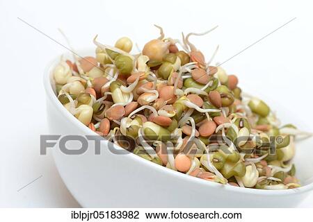 Mixed sprouts of lentils, mung beans and chickpeas, lentil sprouts, mung bean sprouts, chickpea sprouts View Large Photo Image Stock Image - Mixed sprouts of lentils, mung beans and chickpeas, lentil sprouts, mung bean sprouts, chickpea sprouts. Fotosearch
