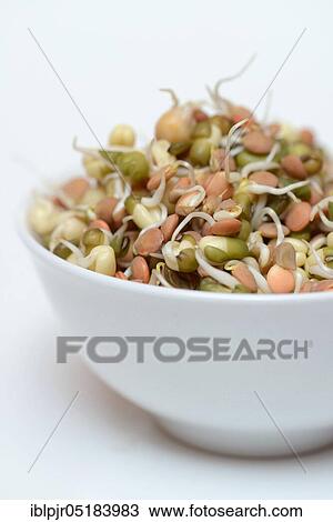 Mixed sprouts of lentils, mung beans and chickpeas, lentil sprouts, mung bean sprouts, chickpea sprouts View Large Photo Image Stock Image - Mixed sprouts of lentils, mung beans and chickpeas, lentil sprouts, mung bean sprouts, chickpea sprouts. Fotosearch