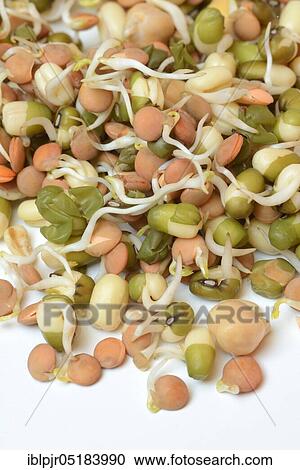 Stock Image - Mixed sprouts of lentils, mung beans and chickpeas, lentil sprouts, mung bean sprouts, chickpea sprouts. Fotosearch