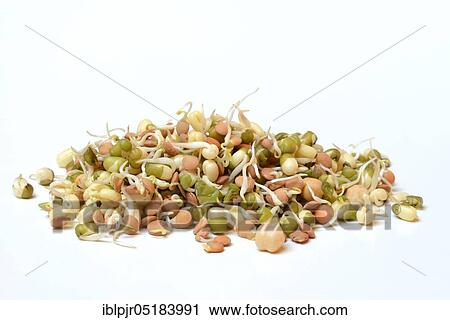 Mixed sprouts of lentils, mung beans and chickpeas, lentil sprouts, mung bean sprouts, chickpea sprouts View Large Photo Image Stock Image - Mixed sprouts of lentils, mung beans and chickpeas, lentil sprouts, mung bean sprouts, chickpea sprouts. Fotosearch