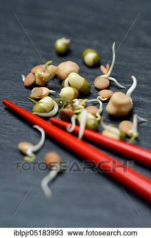Mixed sprouts of lentils, mung beans and chickpeas, lentil sprouts, mung bean sprouts, chickpea sprouts View Large Photo Image Stock Image - Mixed sprouts of lentils, mung beans and chickpeas, lentil sprouts, mung bean sprouts, chickpea sprouts. Fotosearch