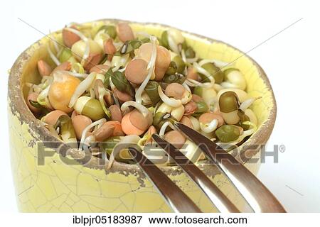 Mixed sprouts of lentils, mung beans and chickpeas, lentil sprouts, mung bean sprouts, chickpea sprouts View Large Photo Image Stock Photo - Mixed sprouts of lentils, mung beans and chickpeas, lentil sprouts, mung bean sprouts, chickpea sprouts. Fotosearch