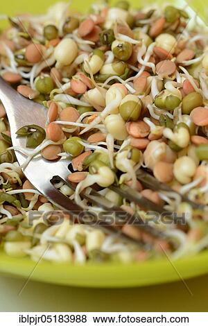 Stock Photo - Mixed sprouts of lentils, mung beans and chickpeas, lentil sprouts, mung bean sprouts, chickpea sprouts. Fotosearch