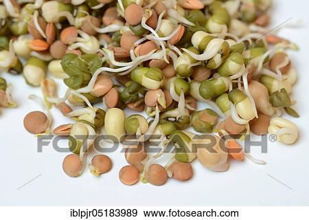 Stock Photo - Mixed sprouts of lentils, mung beans and chickpeas, lentil sprouts, mung bean sprouts, chickpea sprouts. Fotosearch