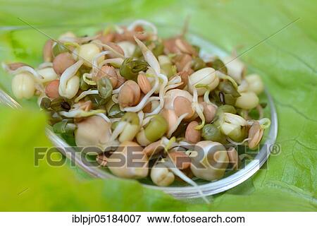 Mixed sprouts of lentils, mung beans and chickpeas, lentil sprouts, mung bean sprouts, chickpea sprouts, salad servers View Large Photo Image Stock Photo - Mixed sprouts of lentils, mung beans and chickpeas, lentil sprouts, mung bean sprouts, chickpea sprouts, salad servers. Fotosearch