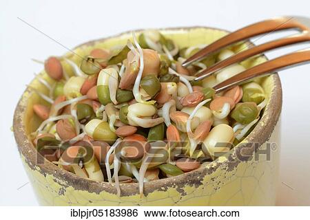 Mixed sprouts of lentils, mung beans and chickpeas, lentil sprouts, mung bean sprouts, chickpea sprouts View Large Photo Image Stock Photograph - Mixed sprouts of lentils, mung beans and chickpeas, lentil sprouts, mung bean sprouts, chickpea sprouts. Fotosearch