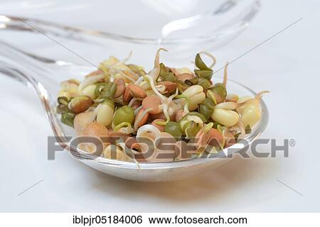 Stock Photograph - Mixed sprouts of lentils, mung beans and chickpeas, lentil sprouts, mung bean sprouts, chickpea sprouts, salad servers. Fotosearch