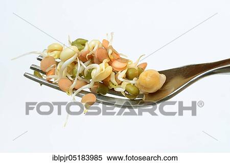 Mixed sprouts of lentils, mung beans and chickpeas, lentil sprouts, mung bean sprouts, chickpea sprouts View Large Photo Image Stock Photography - Mixed sprouts of lentils, mung beans and chickpeas, lentil sprouts, mung bean sprouts, chickpea sprouts. Fotosearch