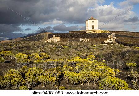 Molino Viejo, windmill in landscape with flowering Berodes (Kleinia Nerifolia), Yaiza, Lanzarote, Canary Islands, Spain, Europe View Large Photo Image Stock Photo - Molino Viejo, windmill in landscape with flowering Berodes (Kleinia Nerifolia), Yaiza, Lanzarote, Canary Islands, Spain, Europe. Fotosearch
