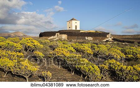 Molino Viejo, windmill in landscape with flowering Berodes (Kleinia Nerifolia), Yaiza, Lanzarote, Canary Islands, Spain, Europe View Large Photo Image Stock Photo - Molino Viejo, windmill in landscape with flowering Berodes (Kleinia Nerifolia), Yaiza, Lanzarote, Canary Islands, Spain, Europe. Fotosearch