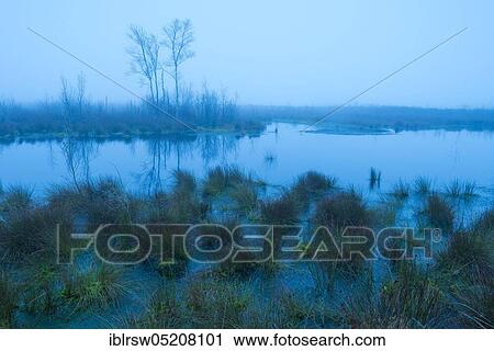Moor at the blue hour, Goldenstedter Moor, Lower Saxony, Germany, Europe View Large Photo Image Stock Image - Moor at the blue hour, Goldenstedter Moor, Lower Saxony, Germany, Europe. Fotosearch