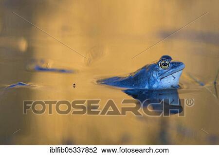 Moor frog, male during courtship, pond, Bavaria, Germany, Europe View Large Photo Image Stock Image - Moor frog, male during courtship, pond, Bavaria, Germany, Europe. Fotosearch