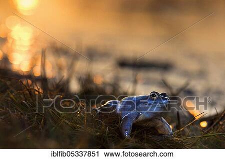 Moor frog, male in mating season, pond, Bavaria Germany View Large Photo Image Stock Image - Moor frog, male in mating season, pond, Bavaria Germany. Fotosearch