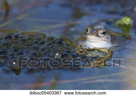 Moor frog (Rana arvalis), Lower Saxony, Germany, Europe View Large Photo Image Stock Photo - Moor frog (Rana arvalis), Lower Saxony, Germany, Europe. Fotosearch