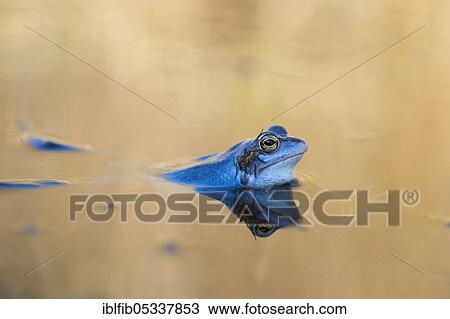 Moor frog, spider sitting on head of male moor frog, pond, Bavaria, Germany, Europe View Large Photo Image Stock Image - Moor frog, spider sitting on head of male moor frog, pond, Bavaria, Germany, Europe. Fotosearch